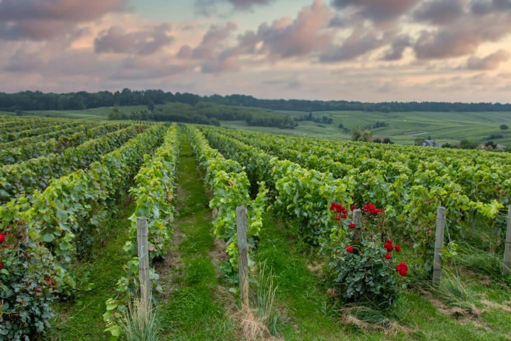 Avize Maison De Champagne F.Barbier ! מראה חיצוני תמונה